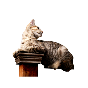 A Cute Tabby Cat Lying On A Fence Post With A Bokeh Autumn Background. 18259 - Cat PNG image with transparent background